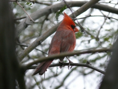 mr-cardinal