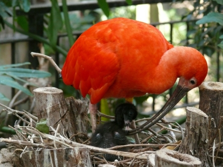 scarlett-ibis-smaller1