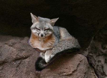 silver-fox-copy